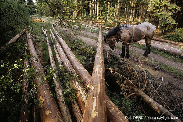 cheval de dbardage